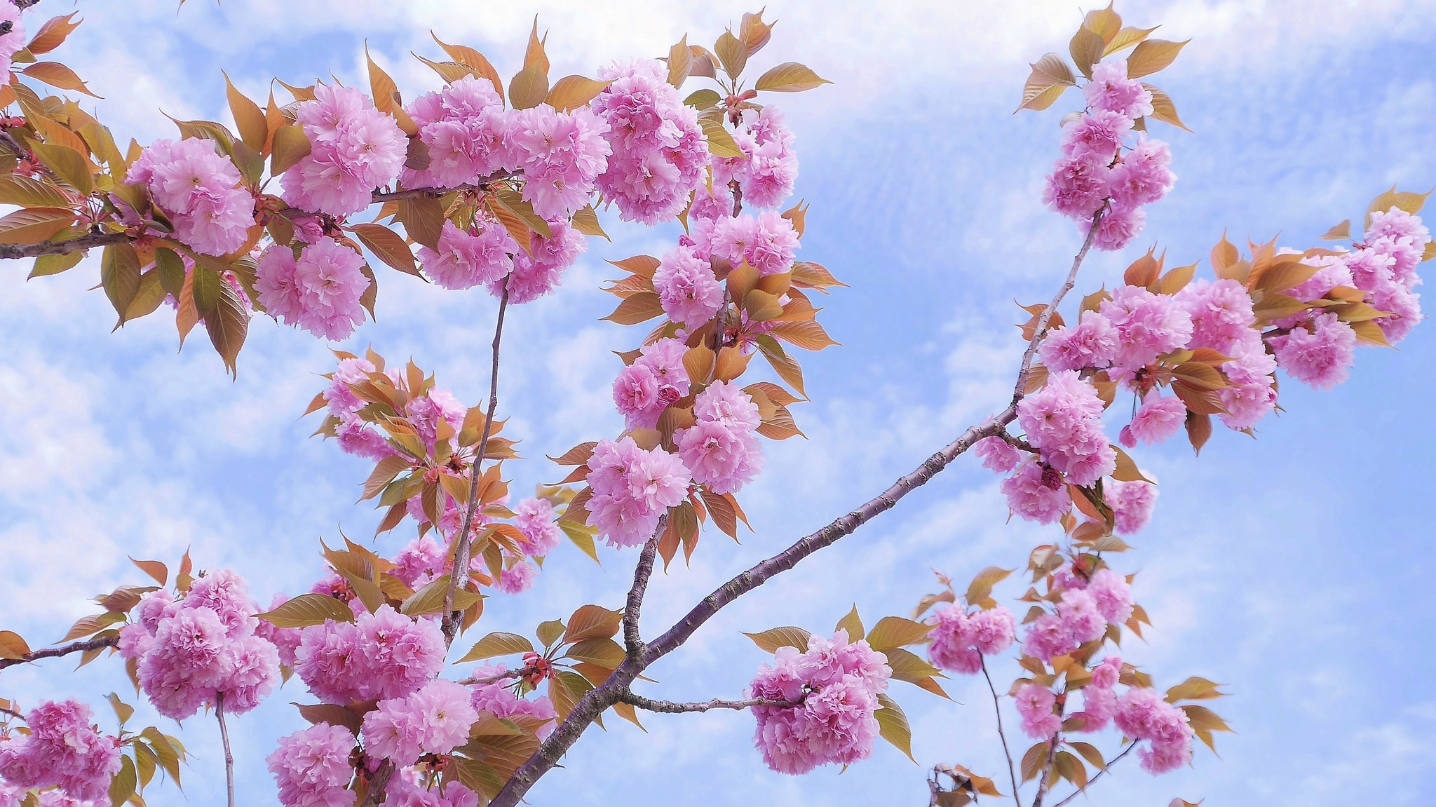 Wallpapers bloom Cherry Blossoms spring on the desktop