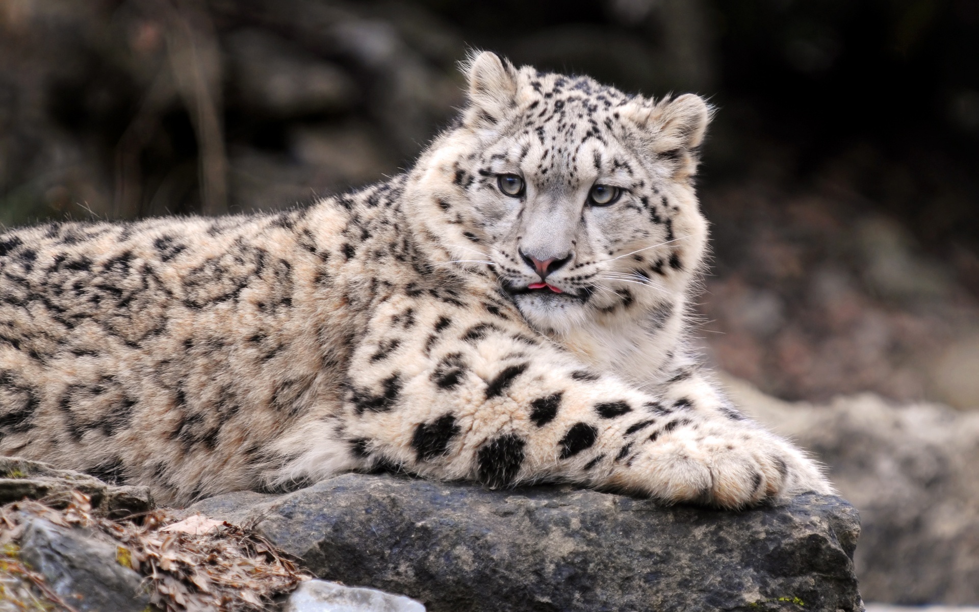 Wallpapers snow leopard spotted cat cats on the desktop