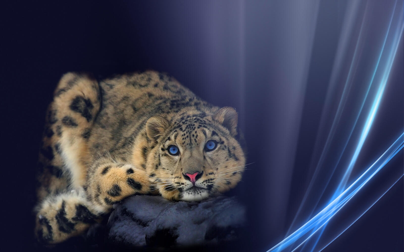 Wallpapers collage snow leopard looking on the desktop