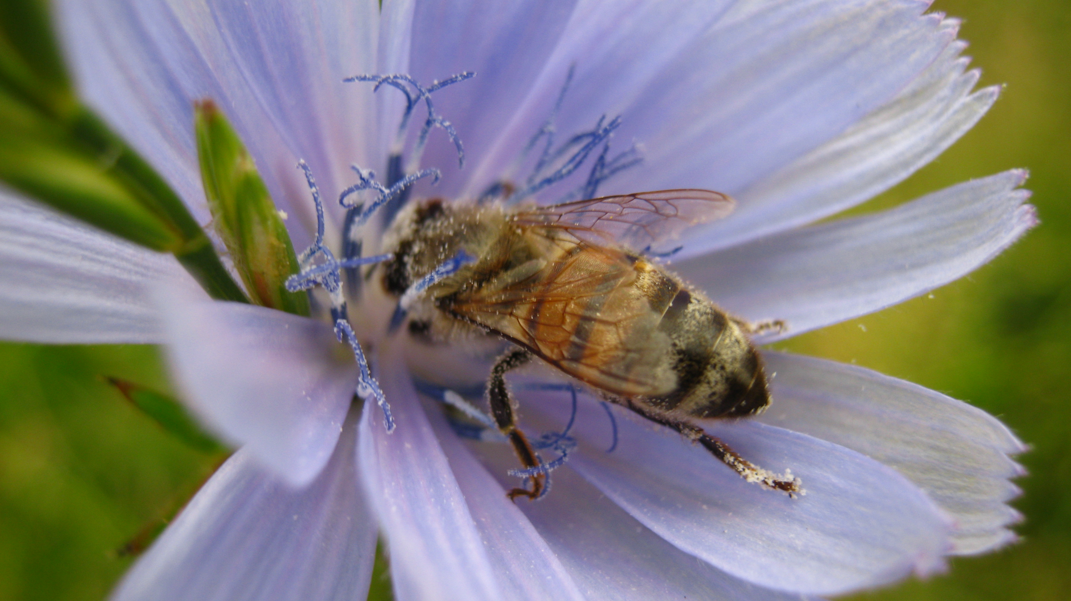 Обои лето пчела разное на рабочий стол
