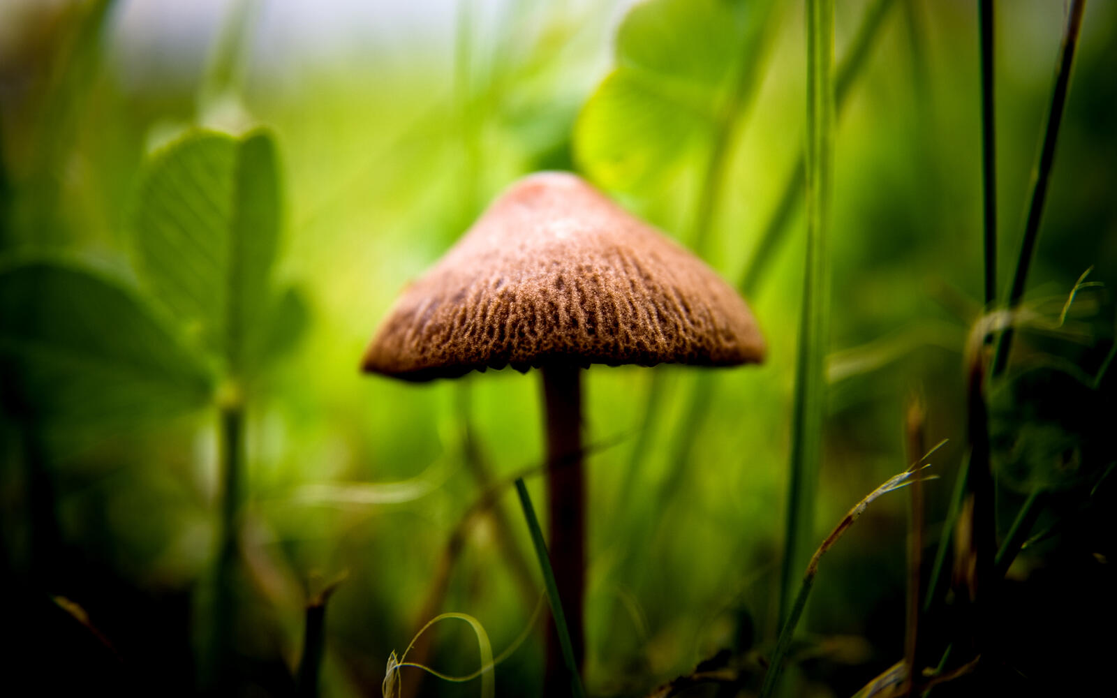 Обои природа зелень гриб на рабочий стол
