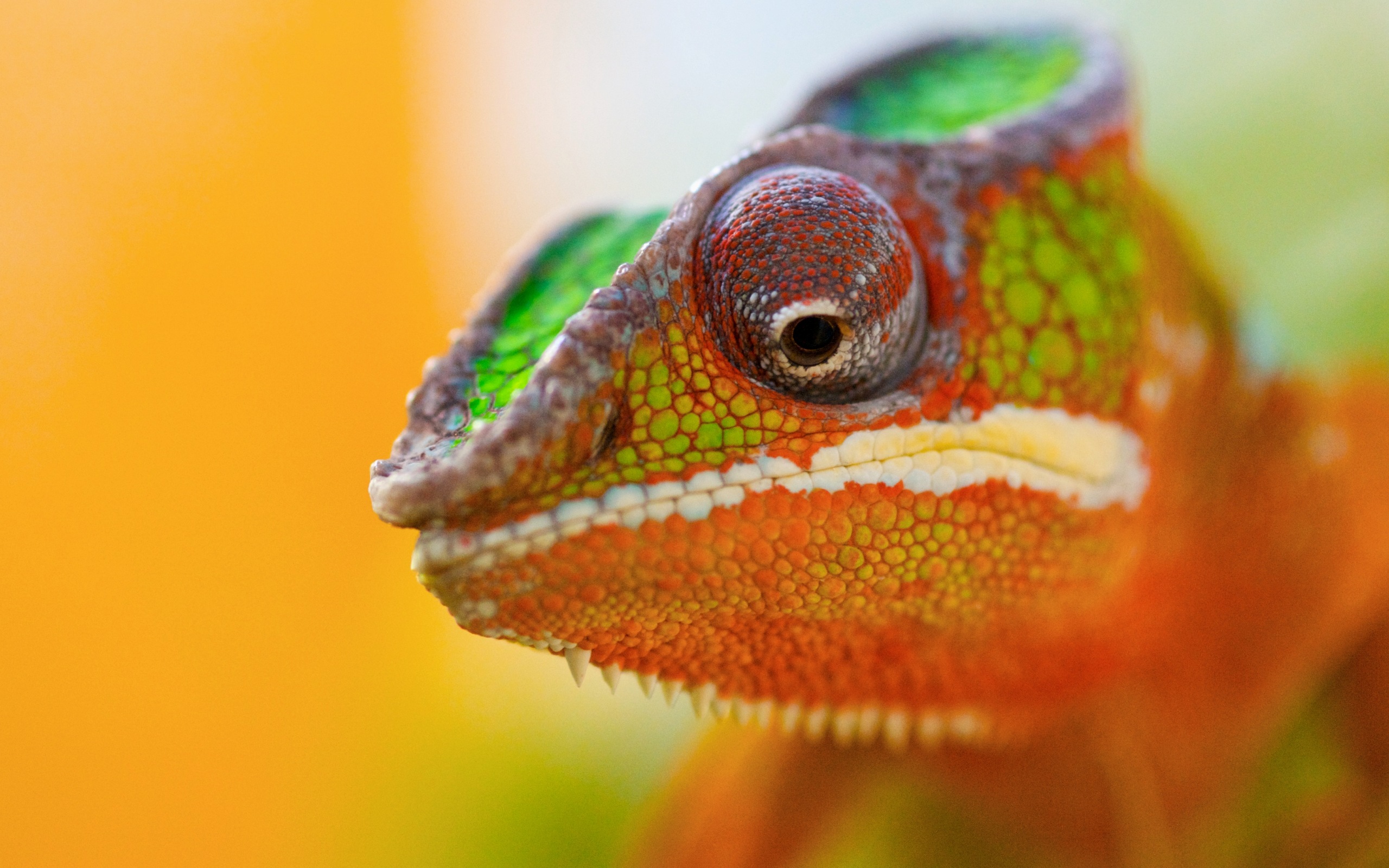 Wallpapers chameleon lizard colored on the desktop