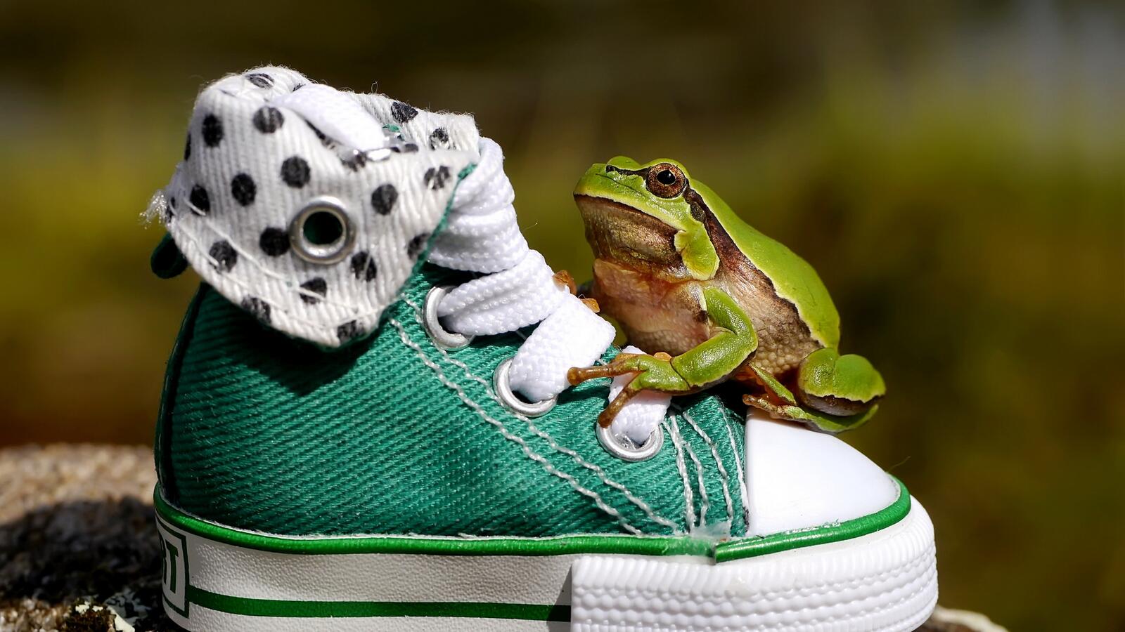 Wallpapers sneakers frog green on the desktop