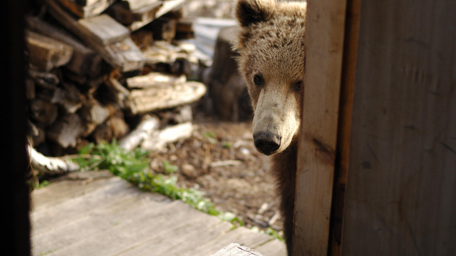Обои медведь дрова трава на рабочий стол