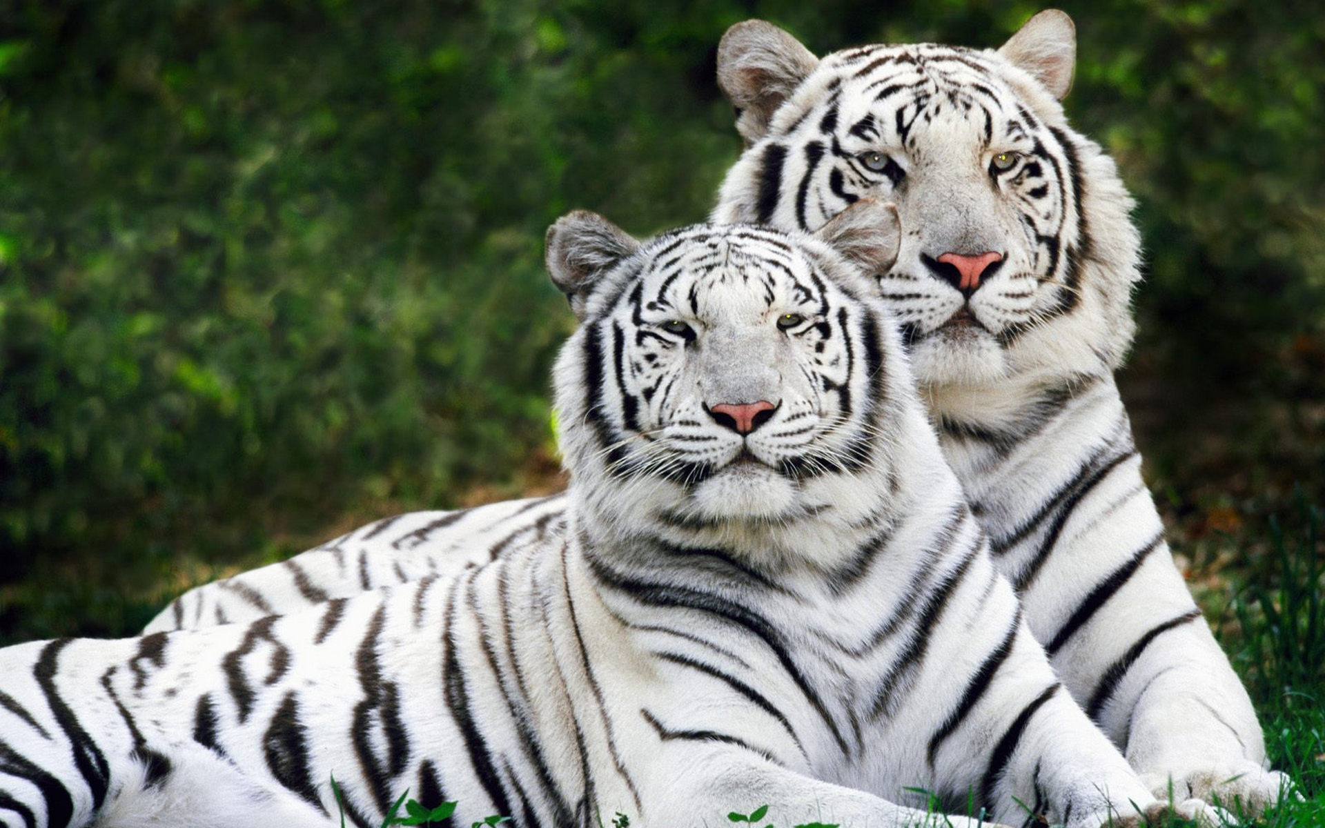 Обои тигры бенгальские окрас на рабочий стол
