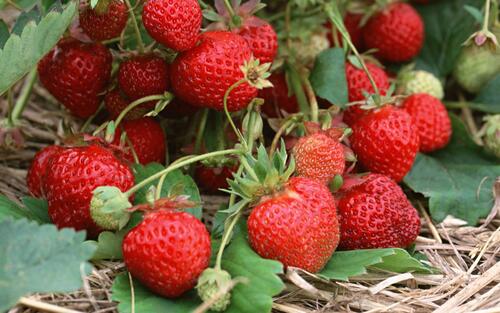Download strawberry, berries picture