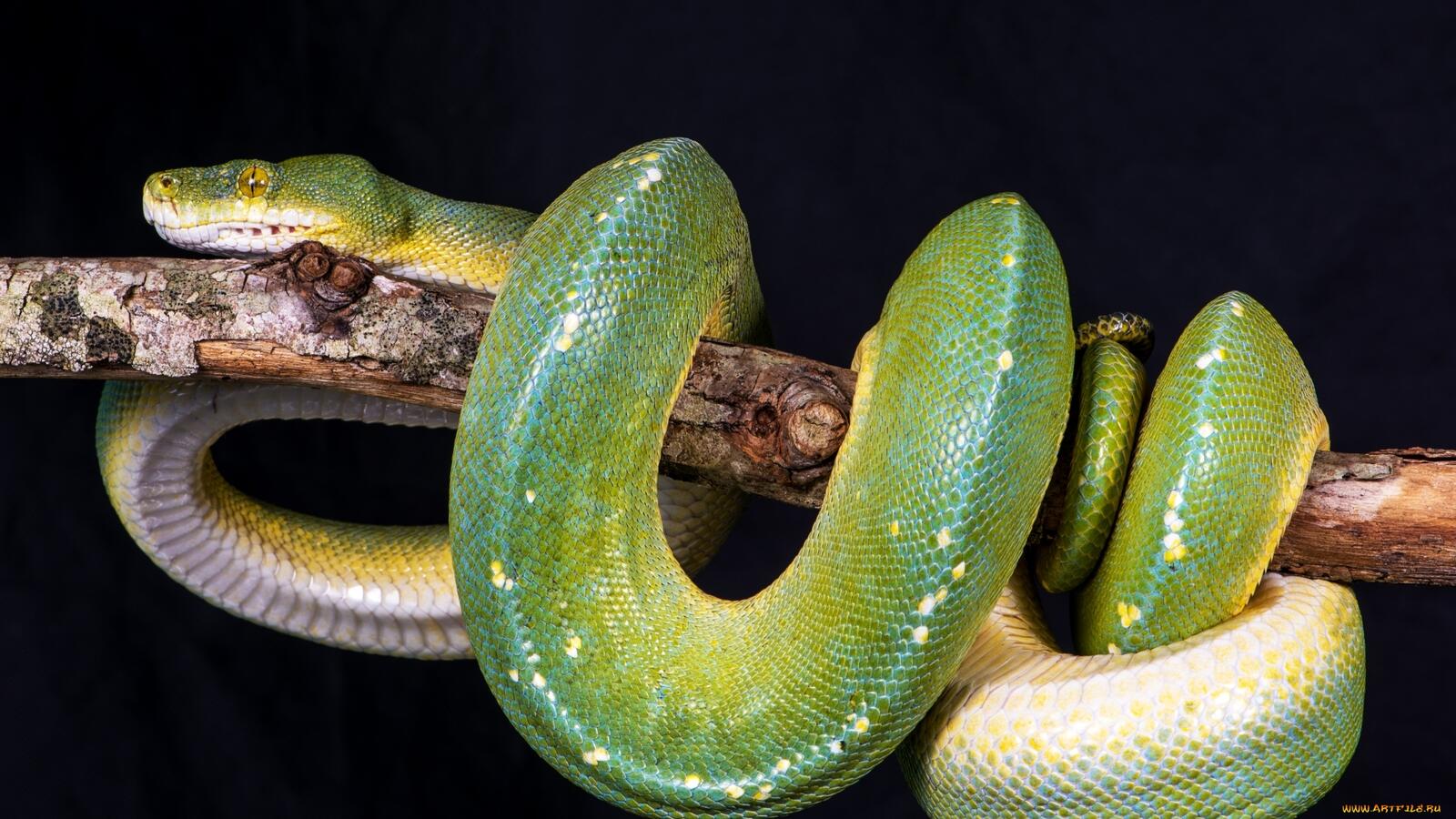 Обои змея зеленая голова на рабочий стол