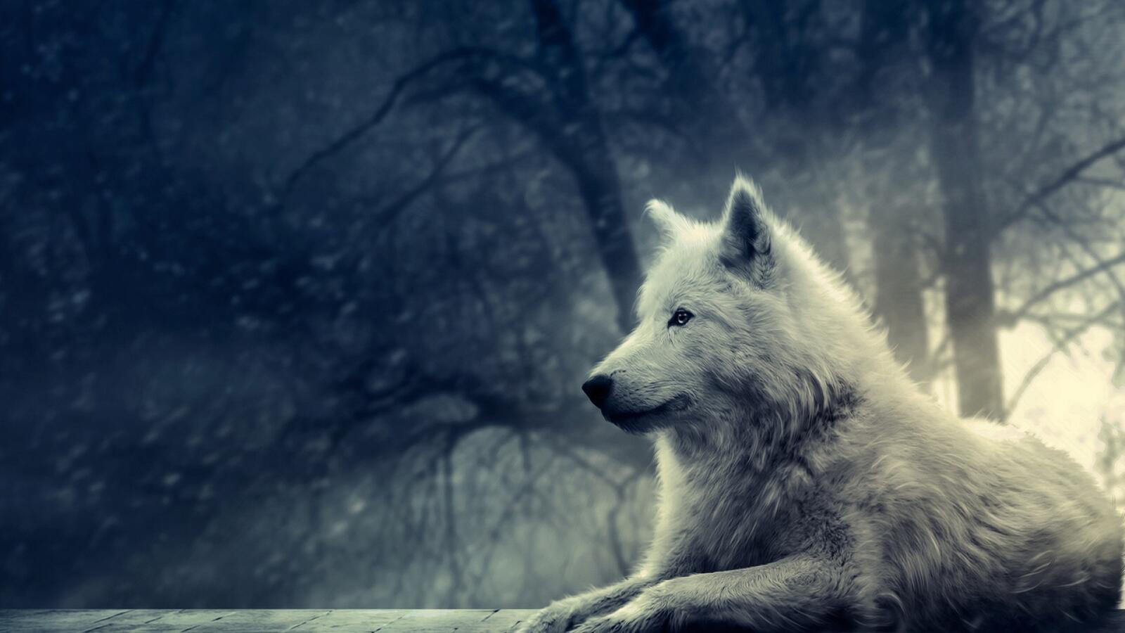 桌面上的壁纸森林 白色 狼