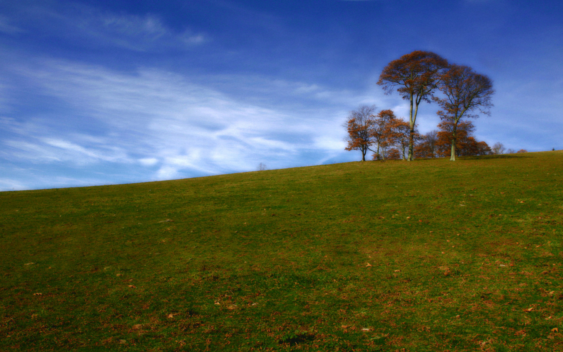 Фото бесплатно холм, трава, деревья
