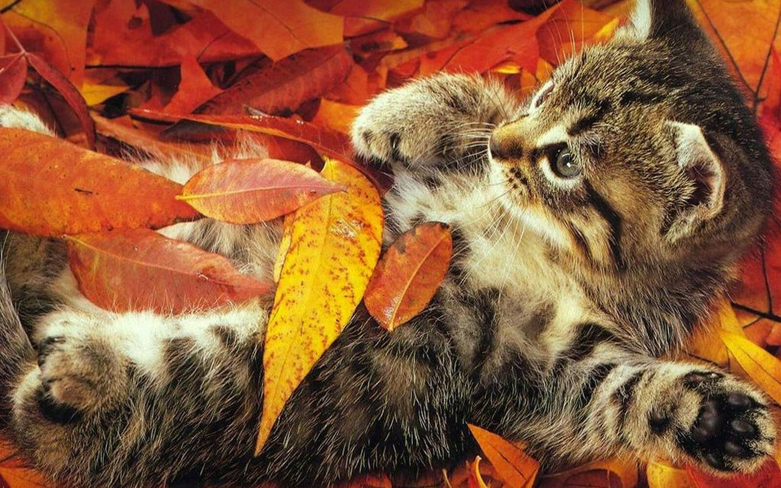 Wallpapers kitten leaves beautiful on the desktop