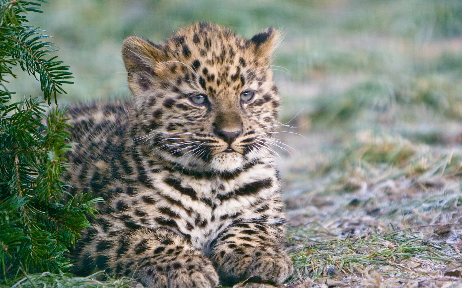 Wallpapers kitten cheetah tiger cub on the desktop