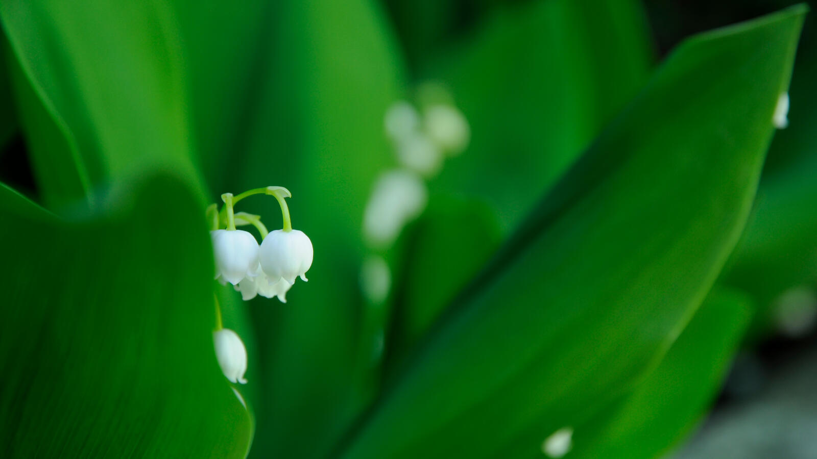 Wallpapers lily of the valley petals white on the desktop