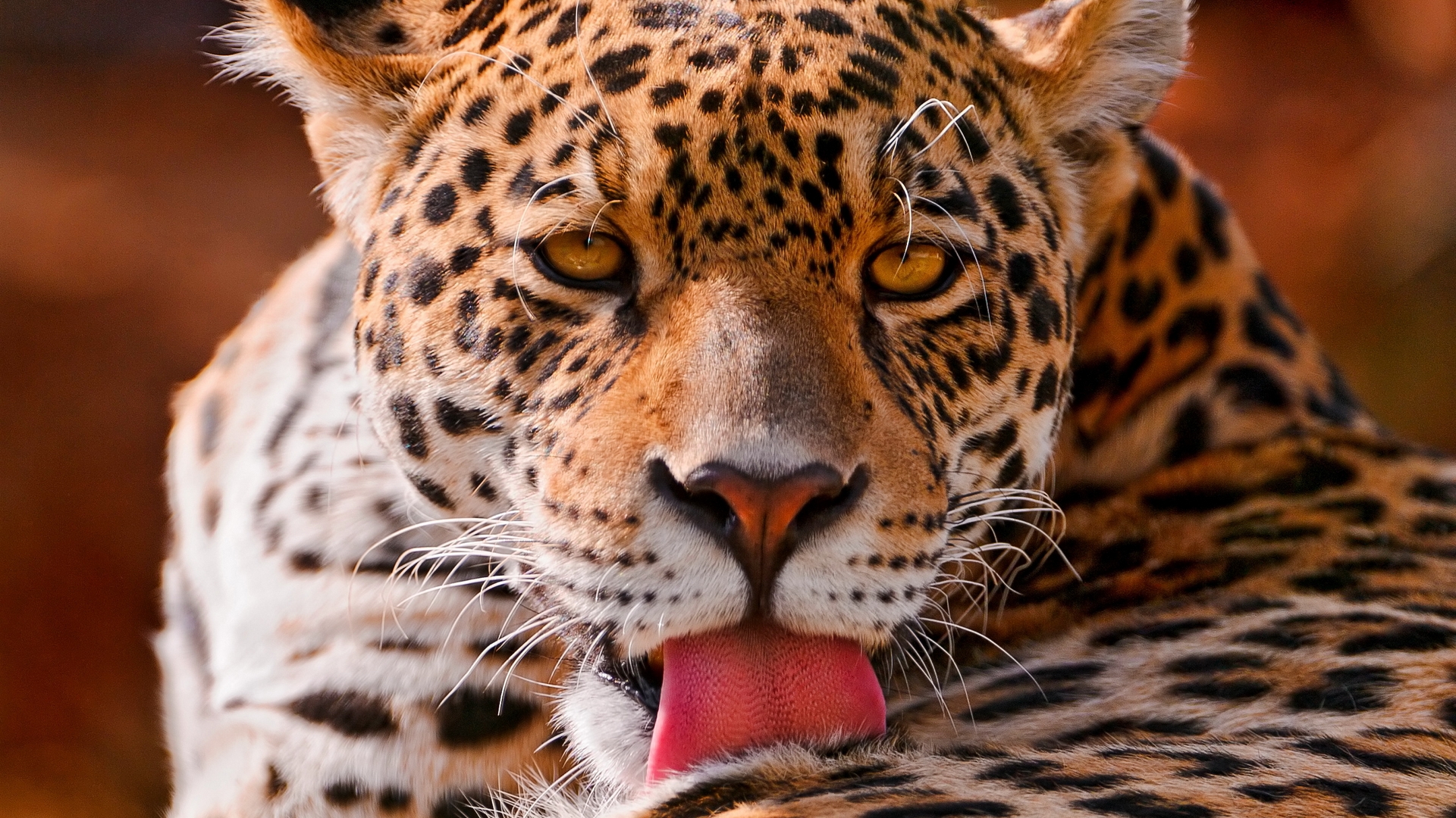 Фото бесплатно леопард, язык, шерсть