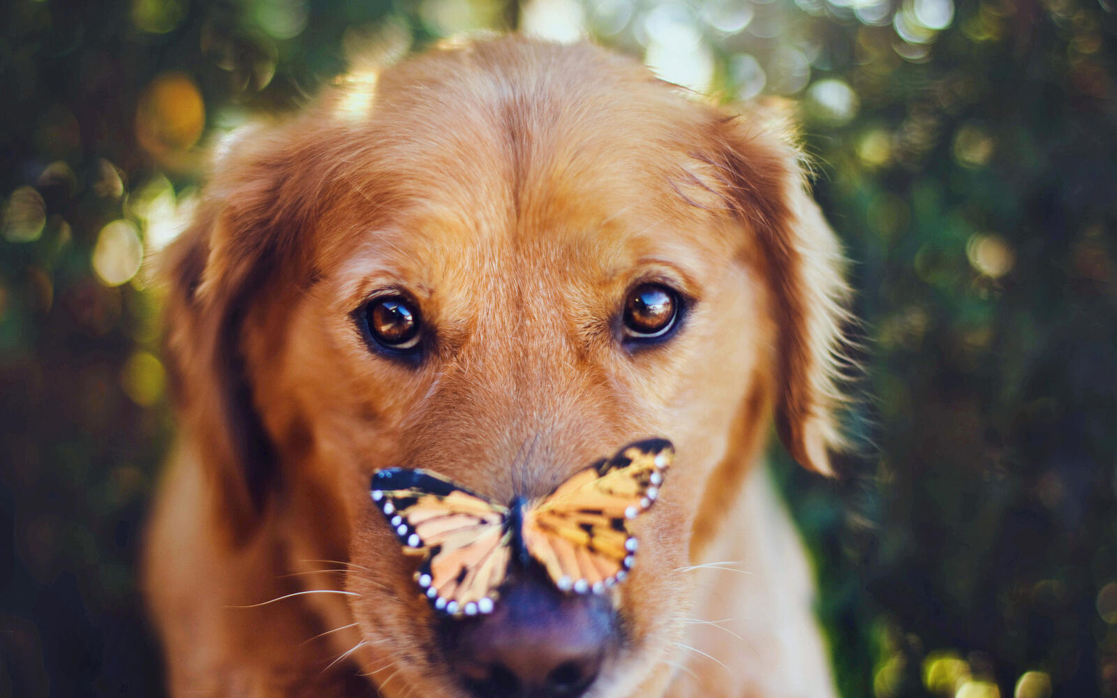 Wallpapers puppy butterfly nose on the desktop