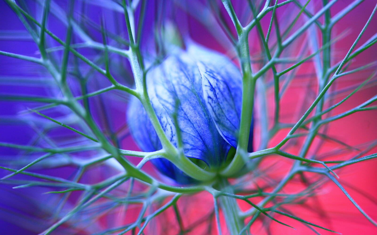 Wallpapers flower bud blue on the desktop