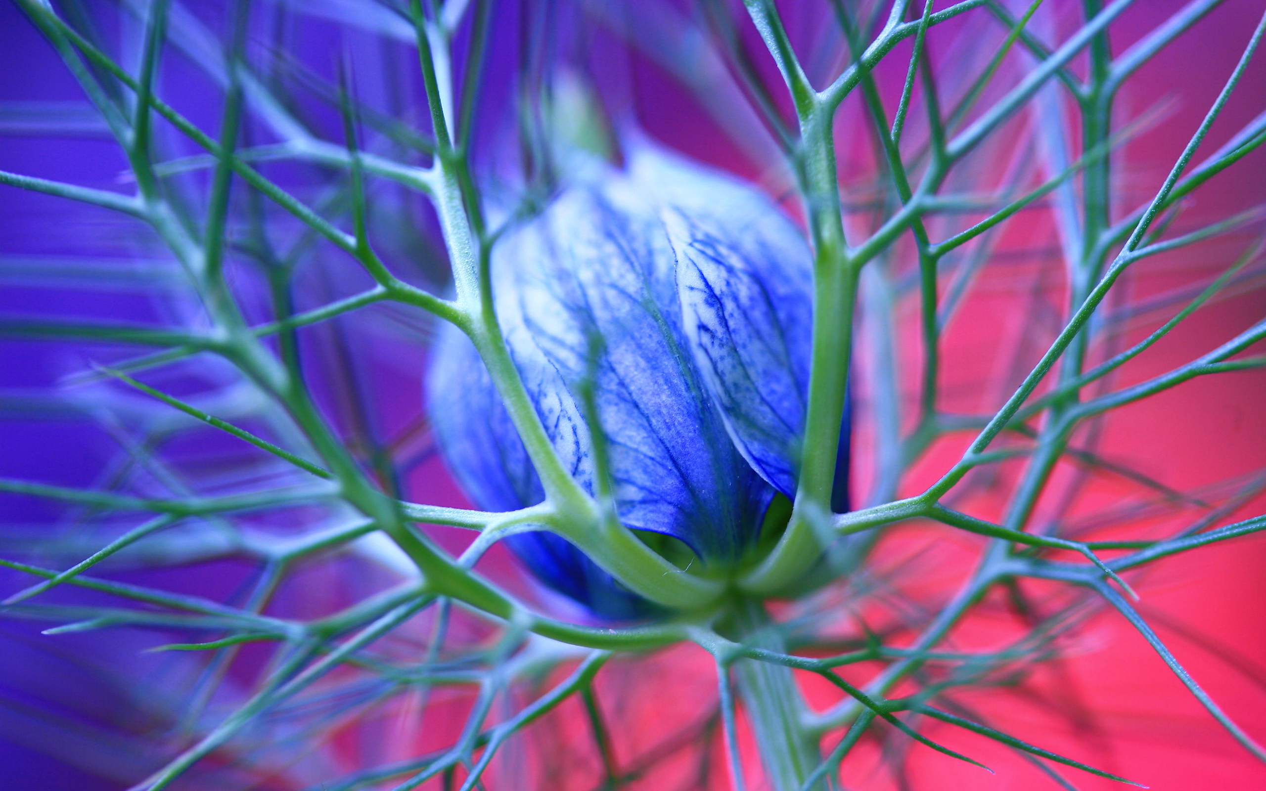 Фото бесплатно цветок, бутон, синий