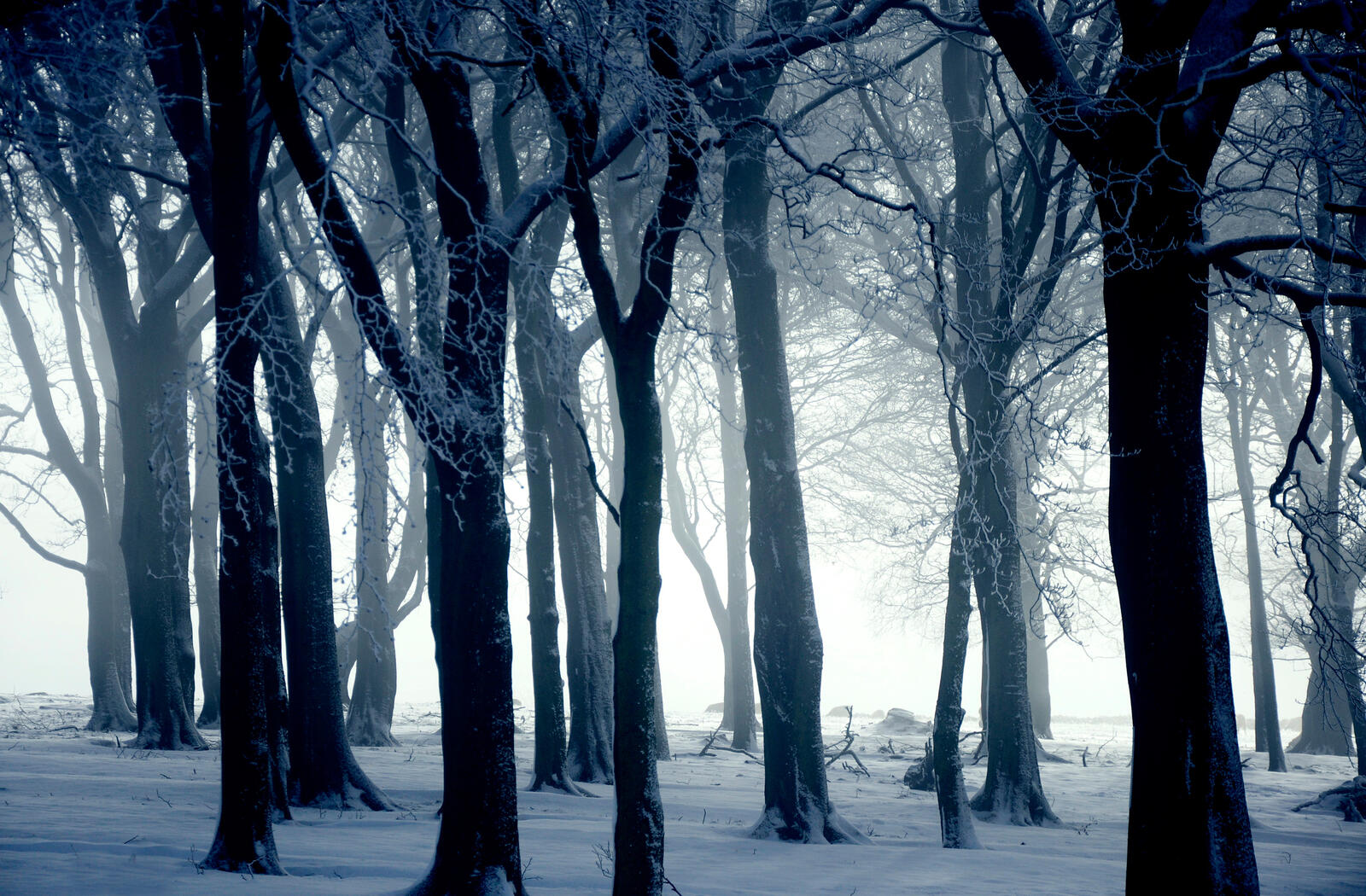 Обои природа зимний лес снег на рабочий стол