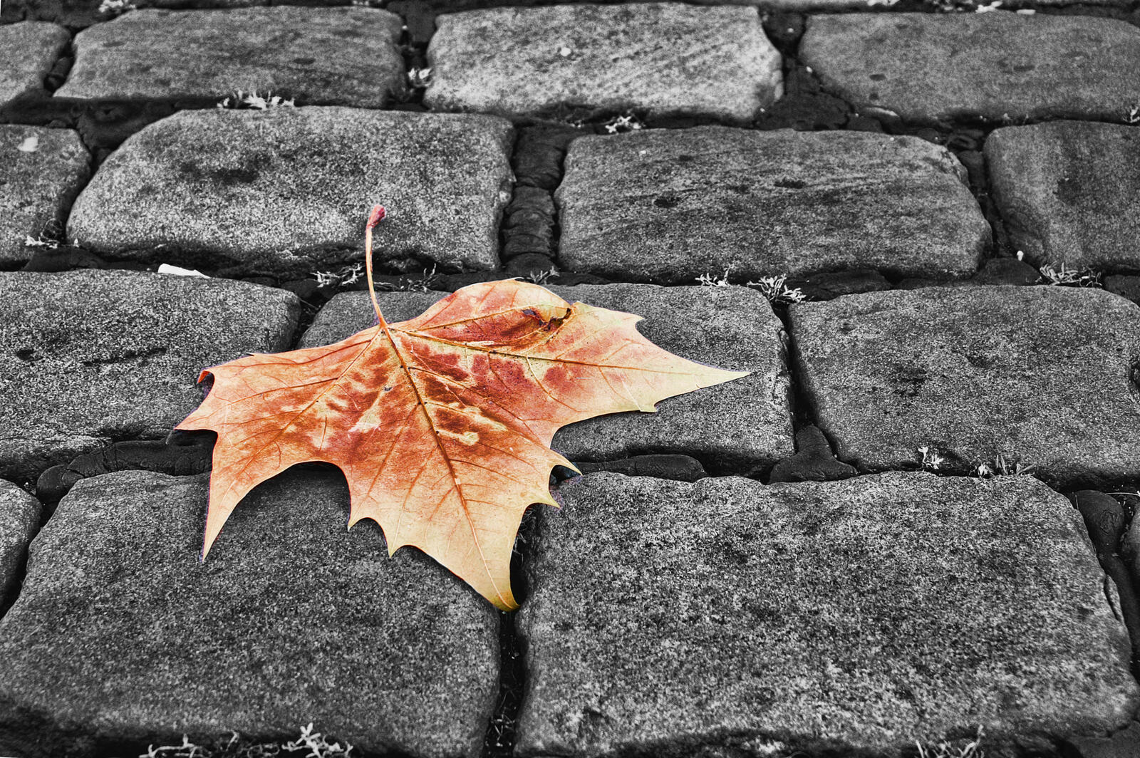 Wallpapers maple leaf very pavement on the desktop