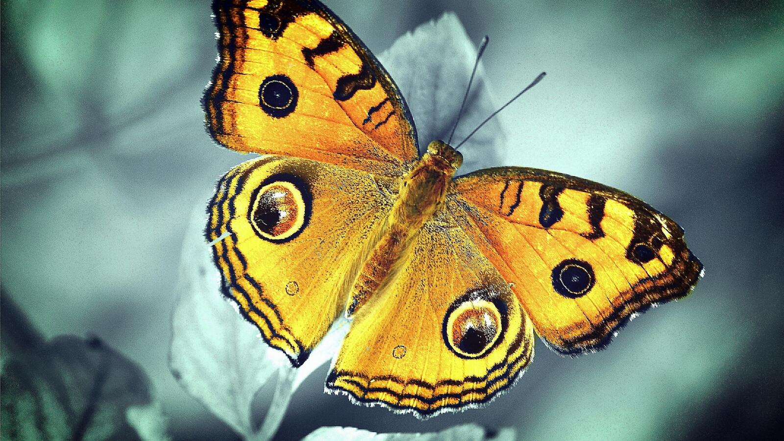 桌面上的壁纸蝴蝶 黄的 翅膀