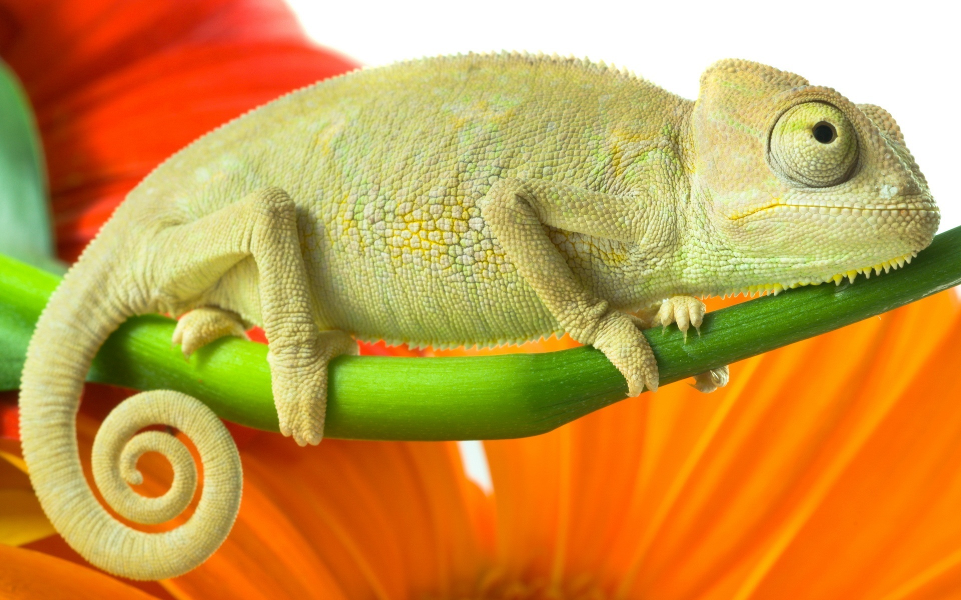 Wallpapers chameleon lizard tail on the desktop