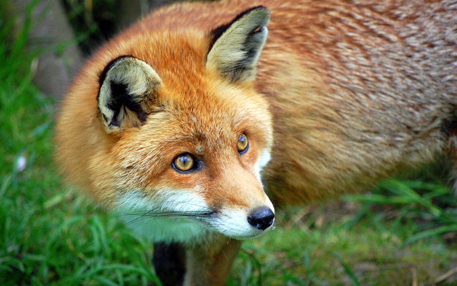 桌面上的壁纸狐狸 眼睛 惊奇