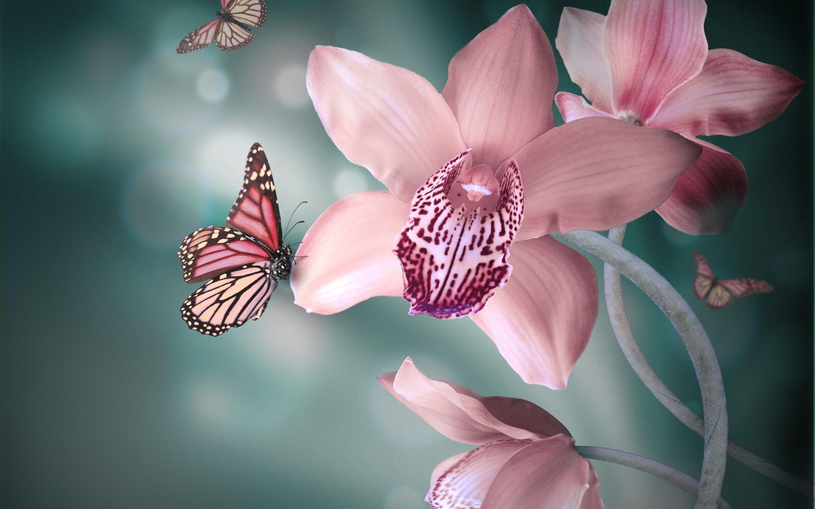 Wallpapers orchids butterflies wings on the desktop