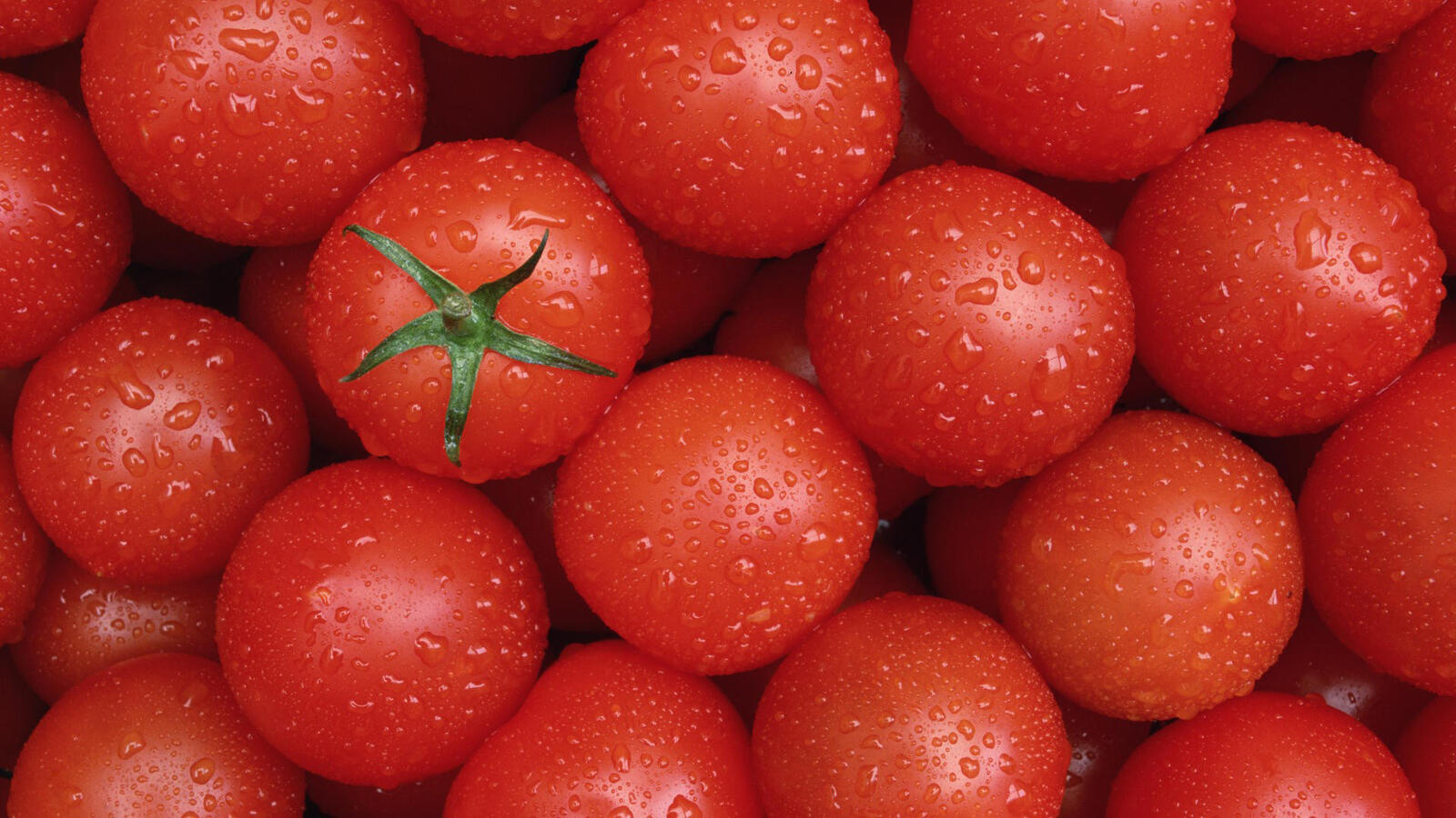 桌面上的壁纸西红柿 樱花 红色