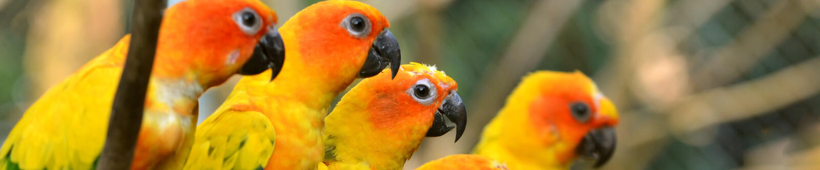 Wallpapers parrots yellow color on the desktop