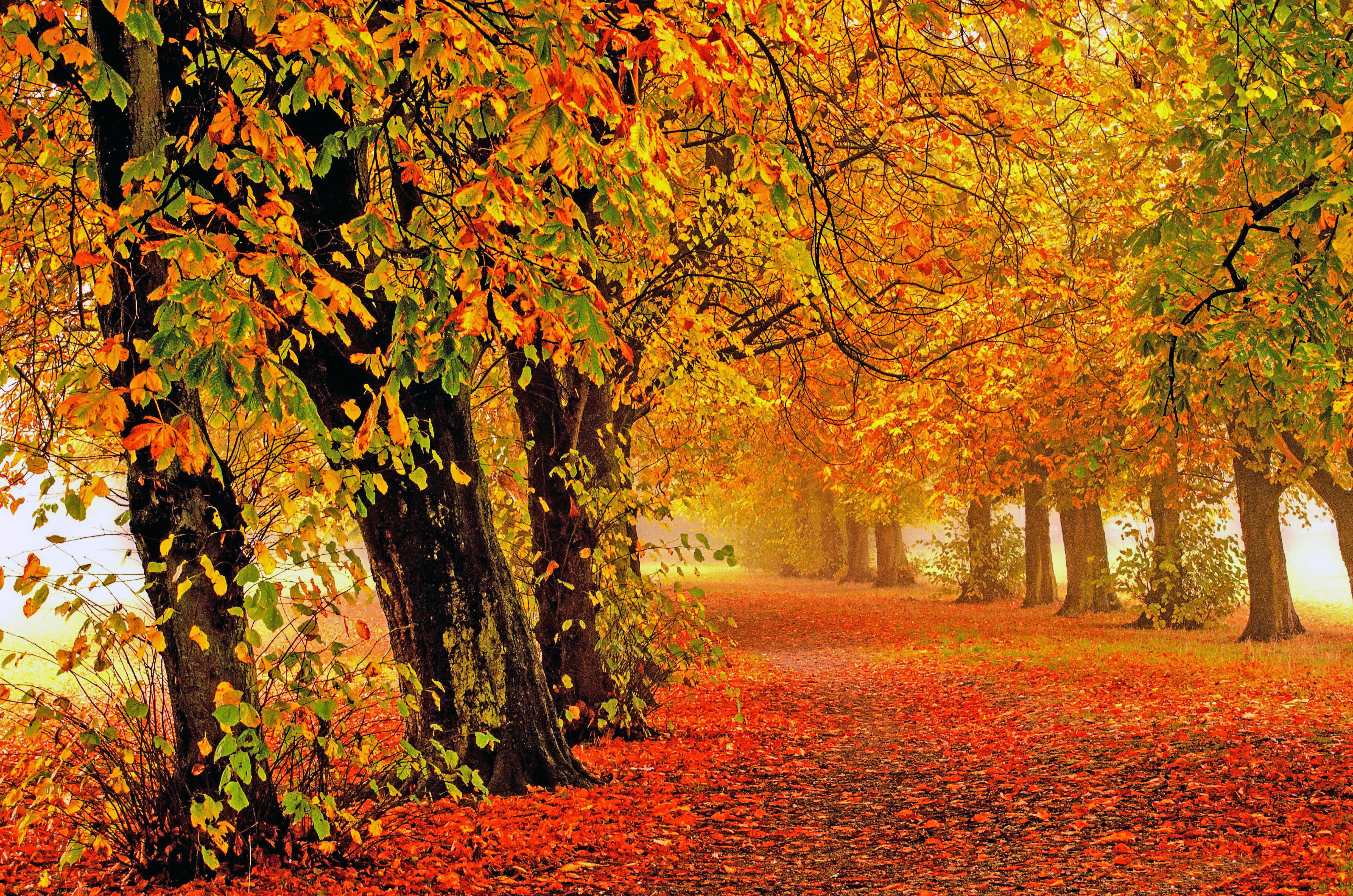 Wallpapers nature autumn alley on the desktop