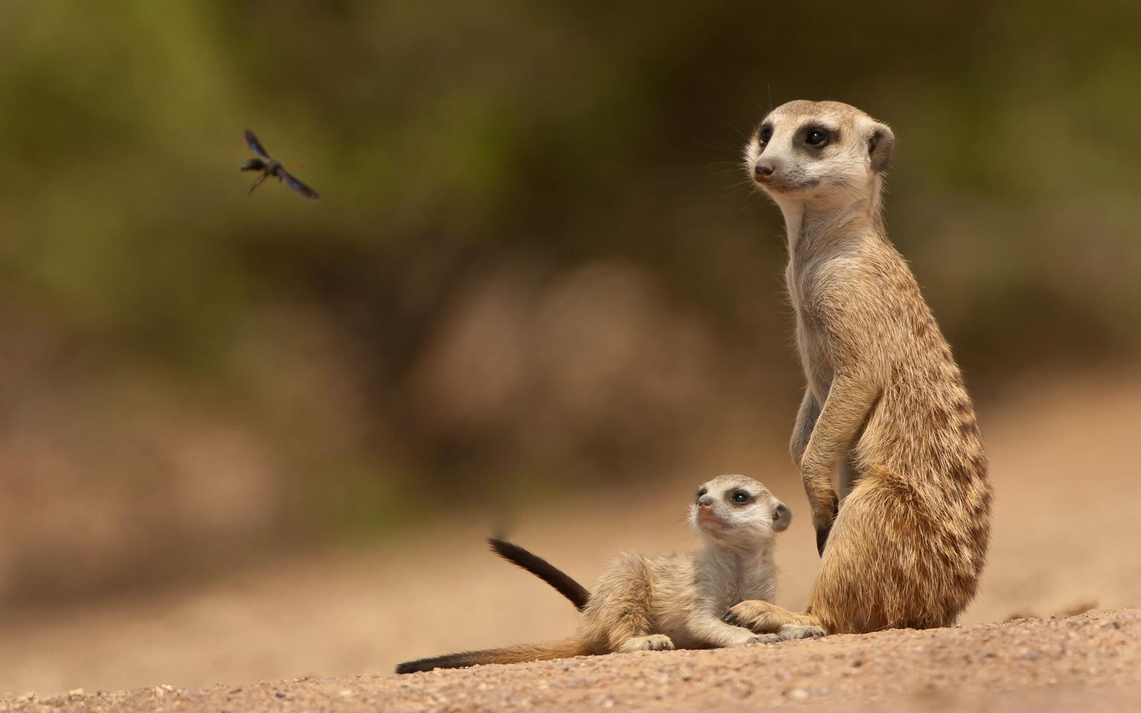 Wallpapers meerkats stand muzzle on the desktop