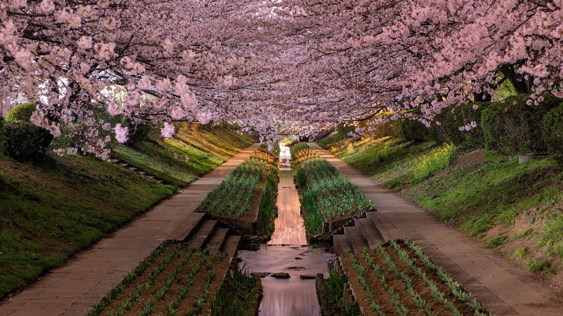 开着粉色花朵的日本小巷