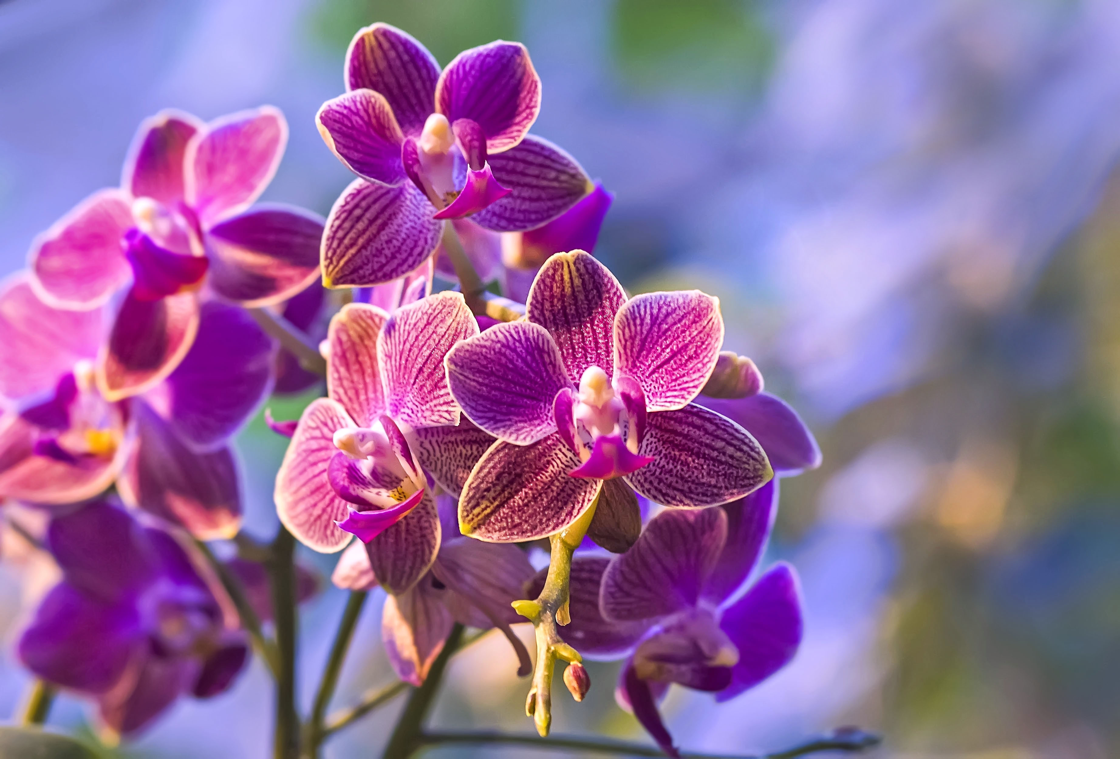Обои цветы орхидеи ветвь на рабочий стол