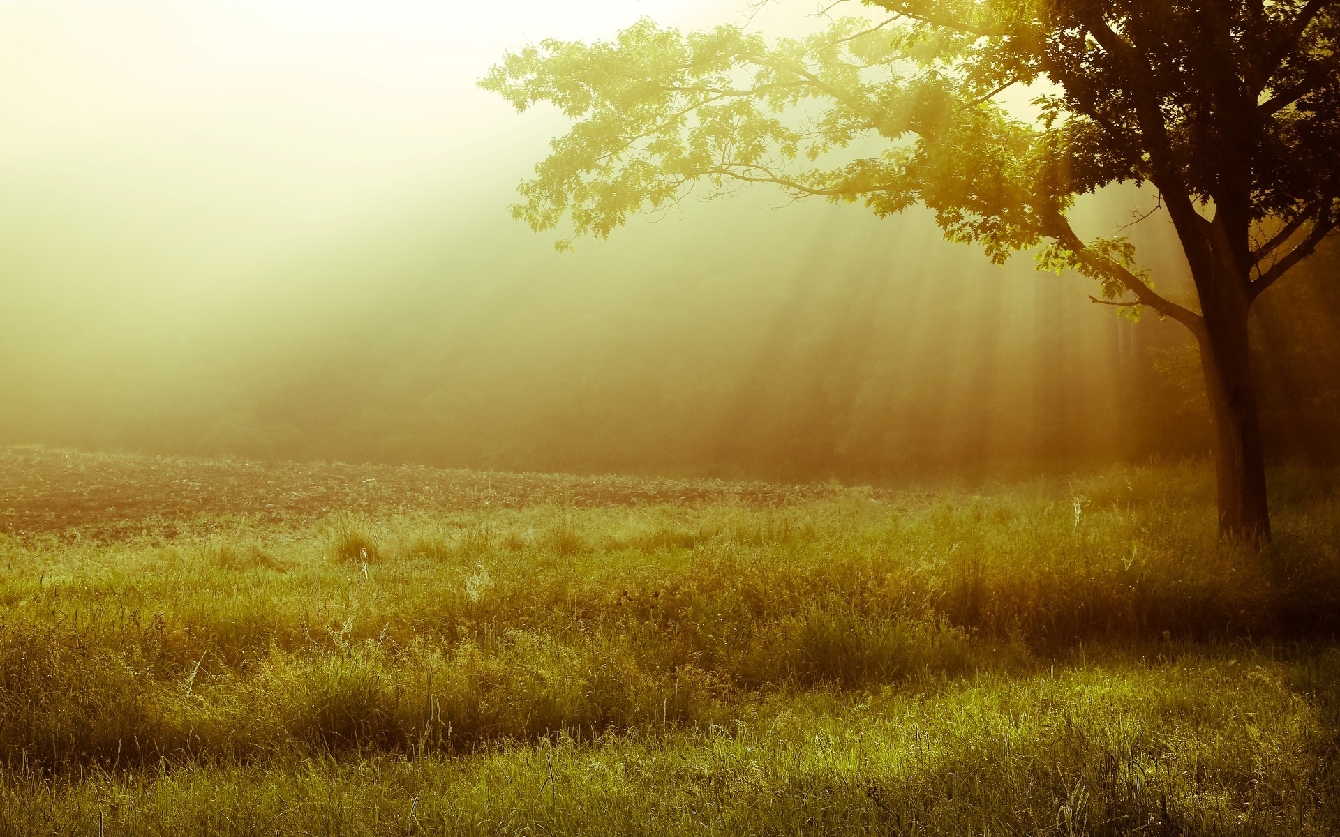 природа трава карликовое дерево свет солнца скачать
