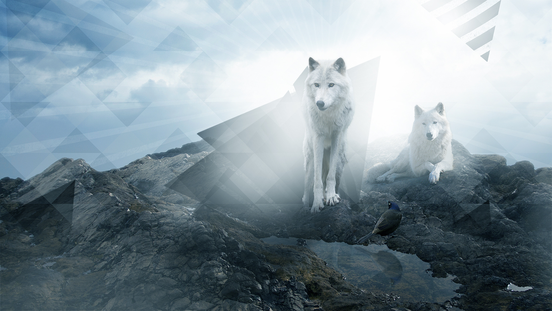 Wallpapers wolves couple family on the desktop