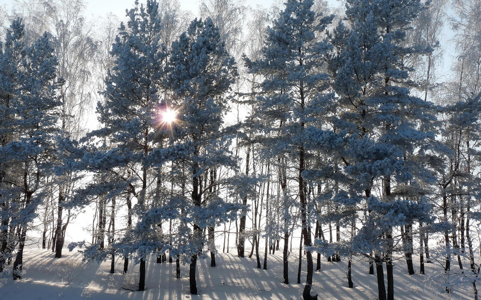 Обои зимний лес восход солнца на рабочий стол