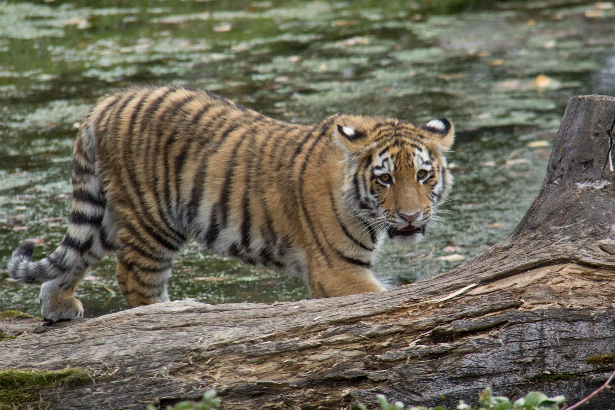 Wallpapers Amur tiger tiger cub on the desktop