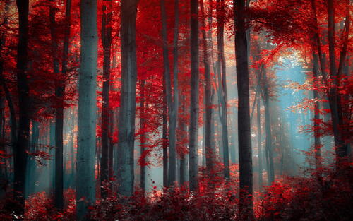 деревья листья красные