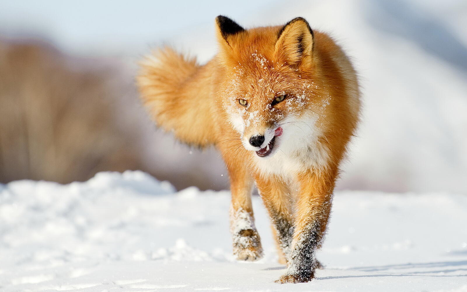 Wallpapers fox red snow on the desktop