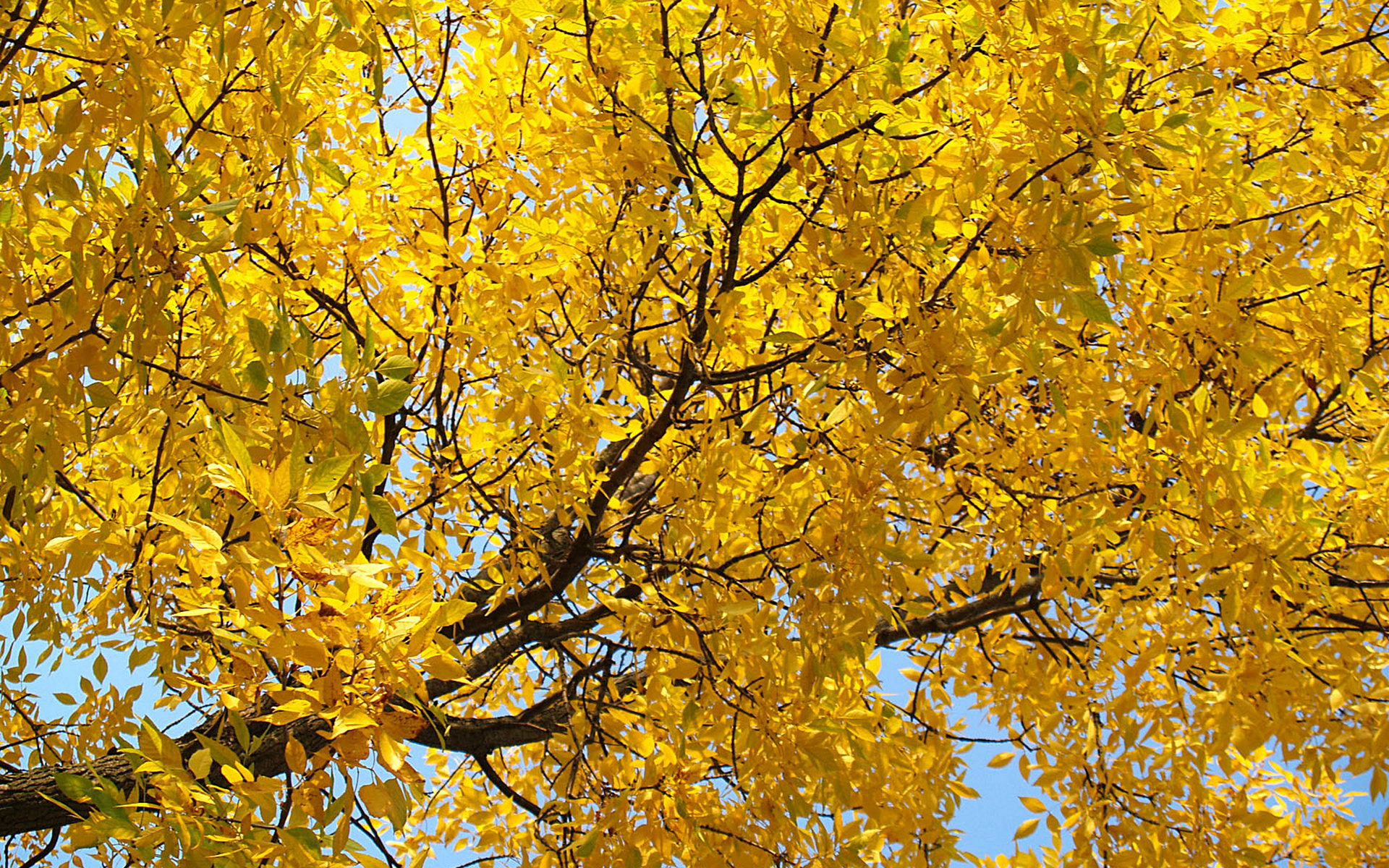 Обои листва желтые дерево на рабочий стол