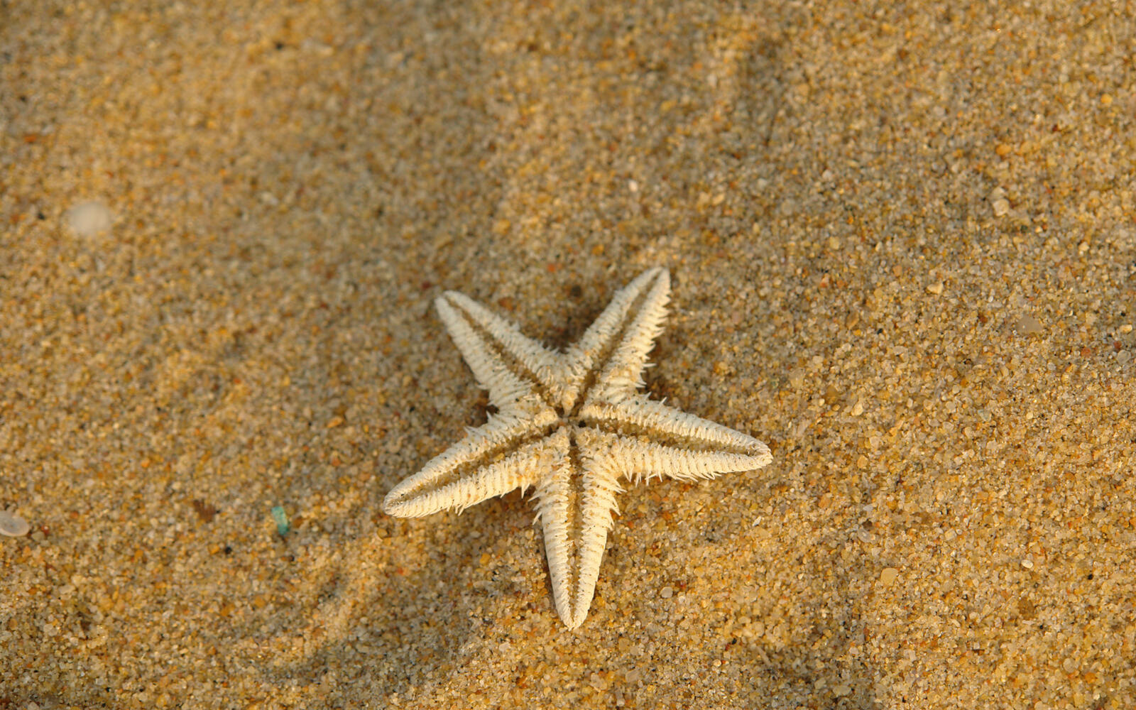 Wallpapers sand yellow star on the desktop