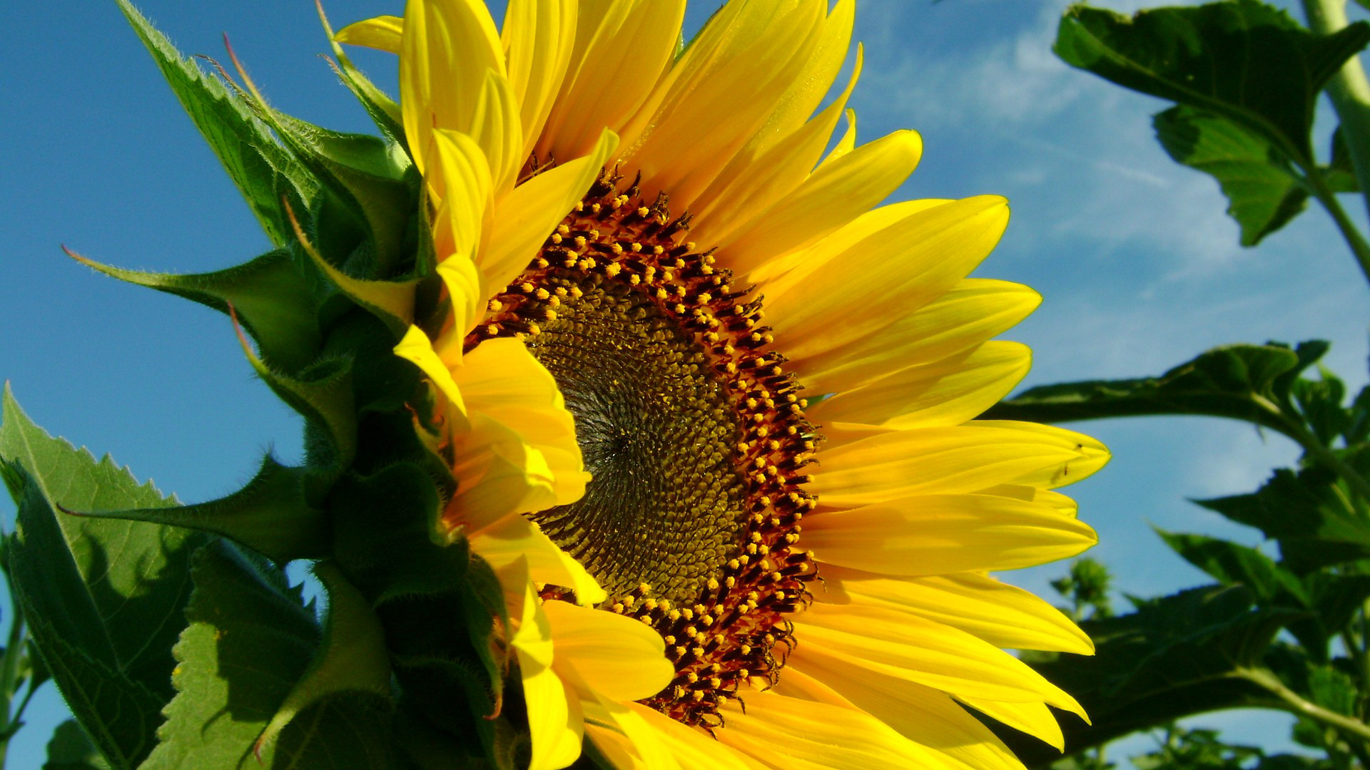 Wallpapers sunflower blossoms petals on the desktop