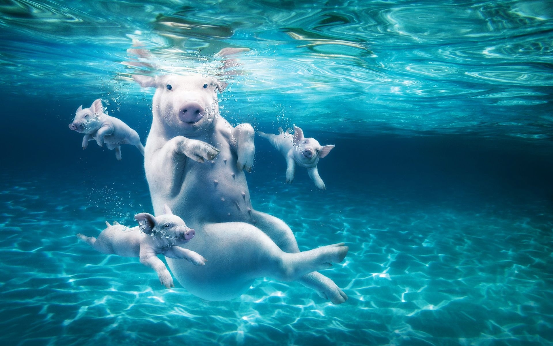 Фото бесплатно свинья, поросята, плавают под водой