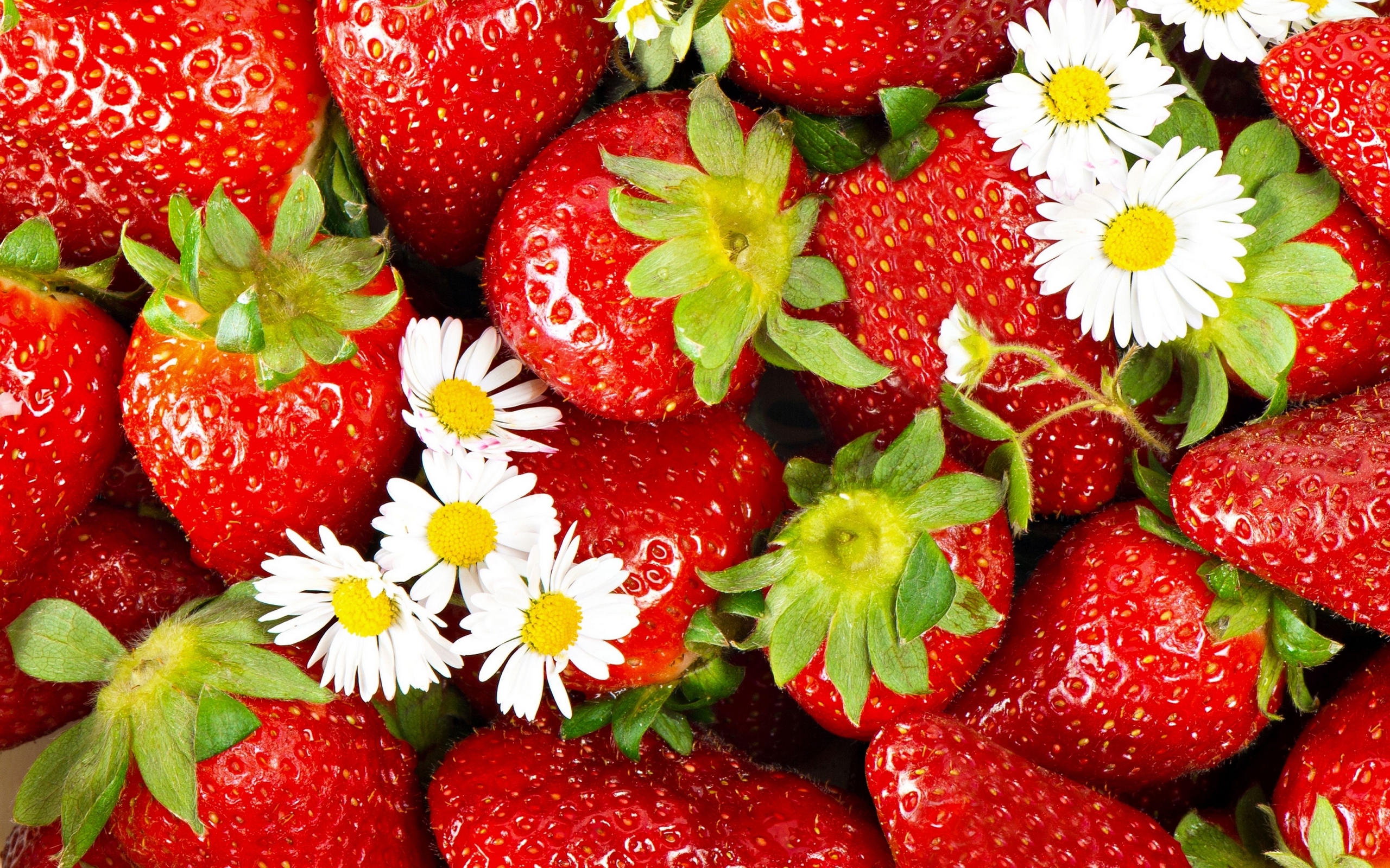 Wallpapers white chamomile strawberry on the desktop