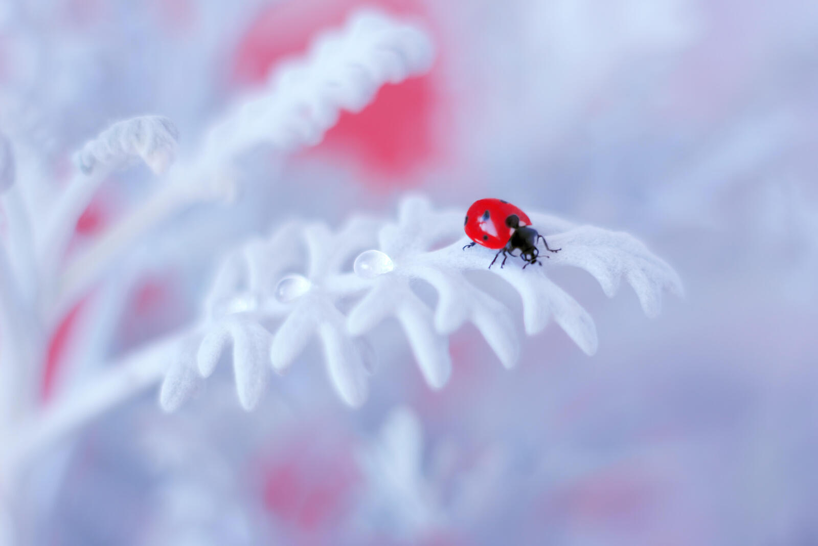 Wallpapers ladybug white flower insects on the desktop