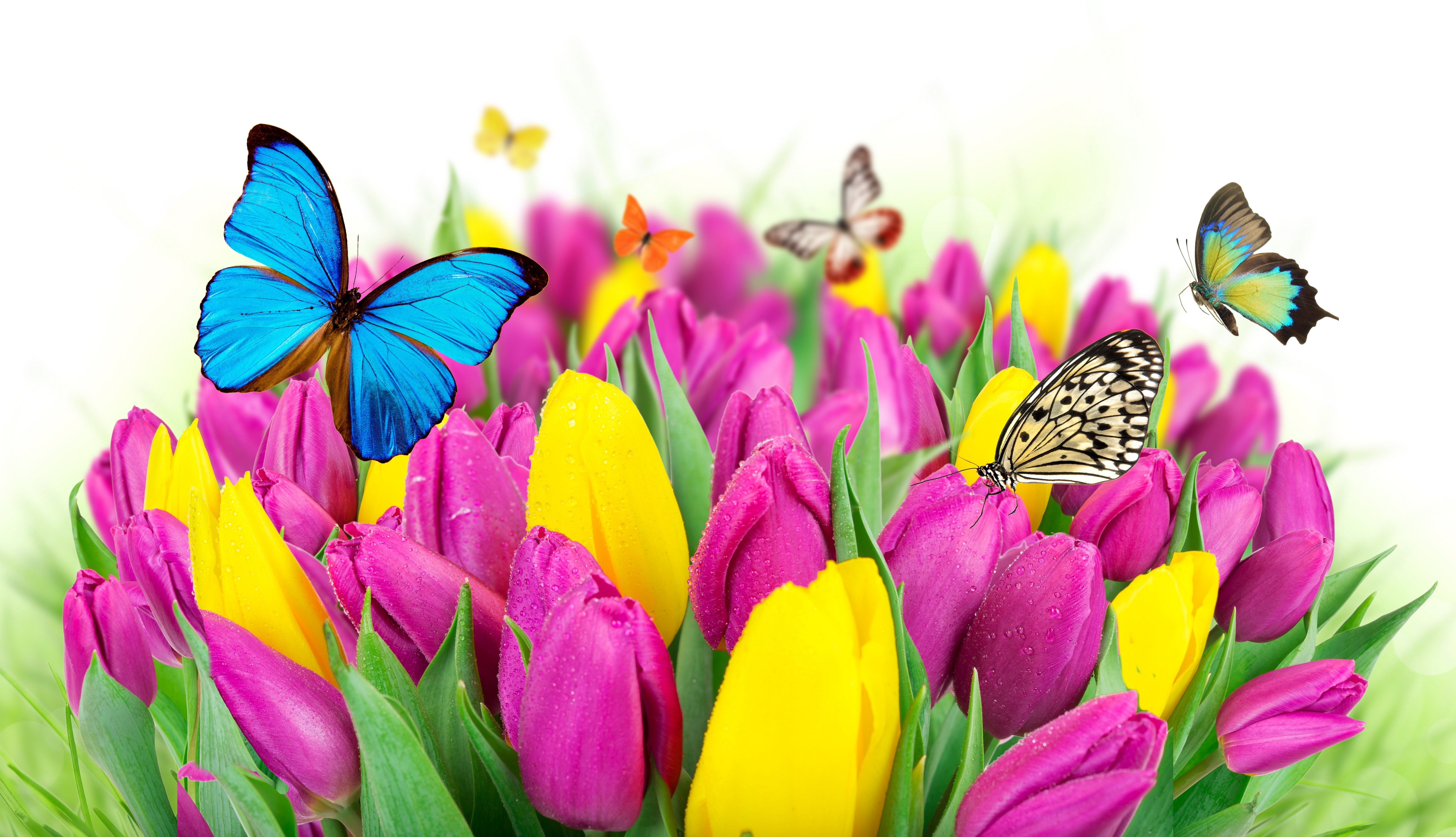 Wallpapers tulips butterflies flowers on the desktop