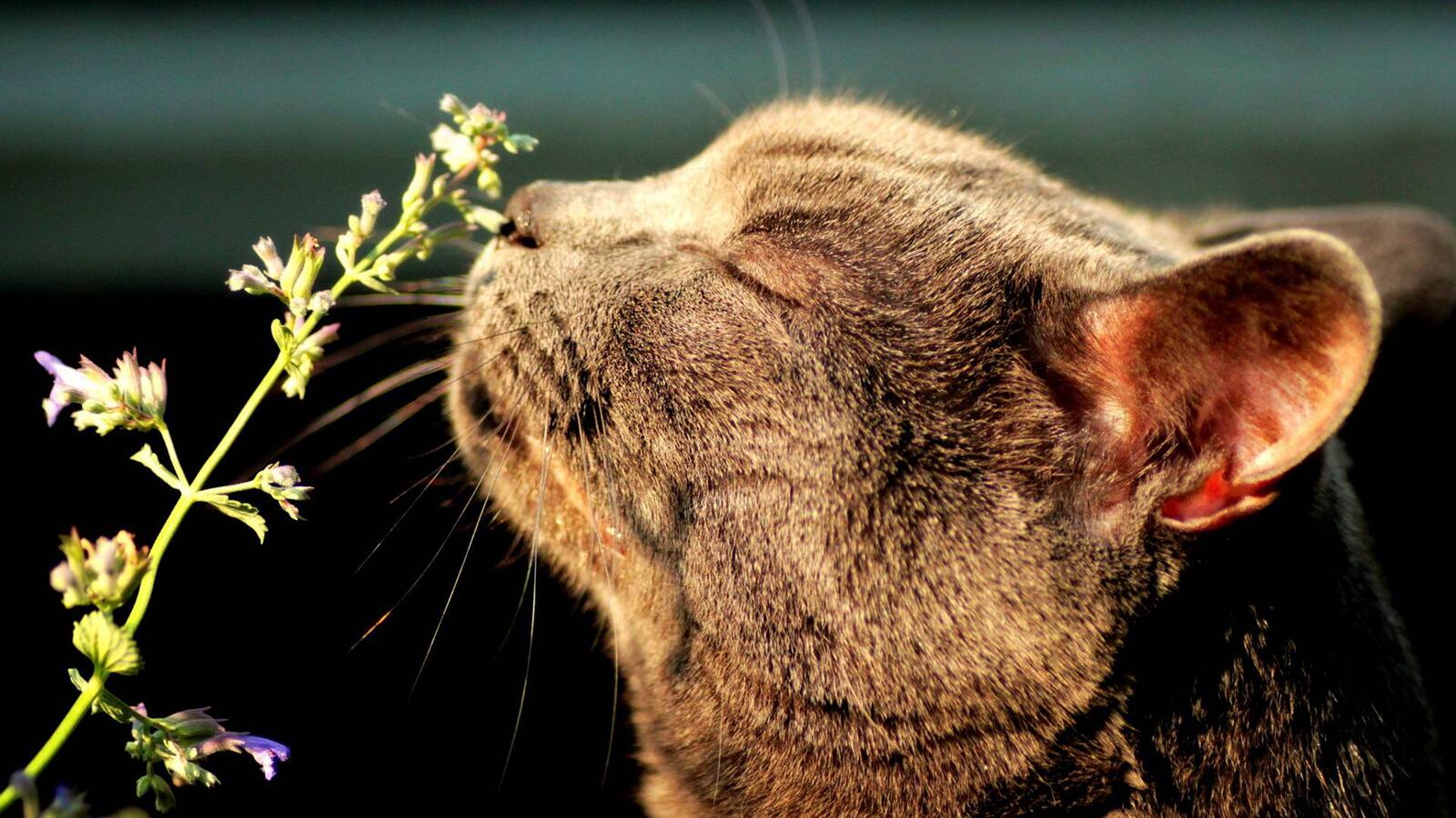 Wallpapers cat sniffing the flower the pleasure the nose on the desktop