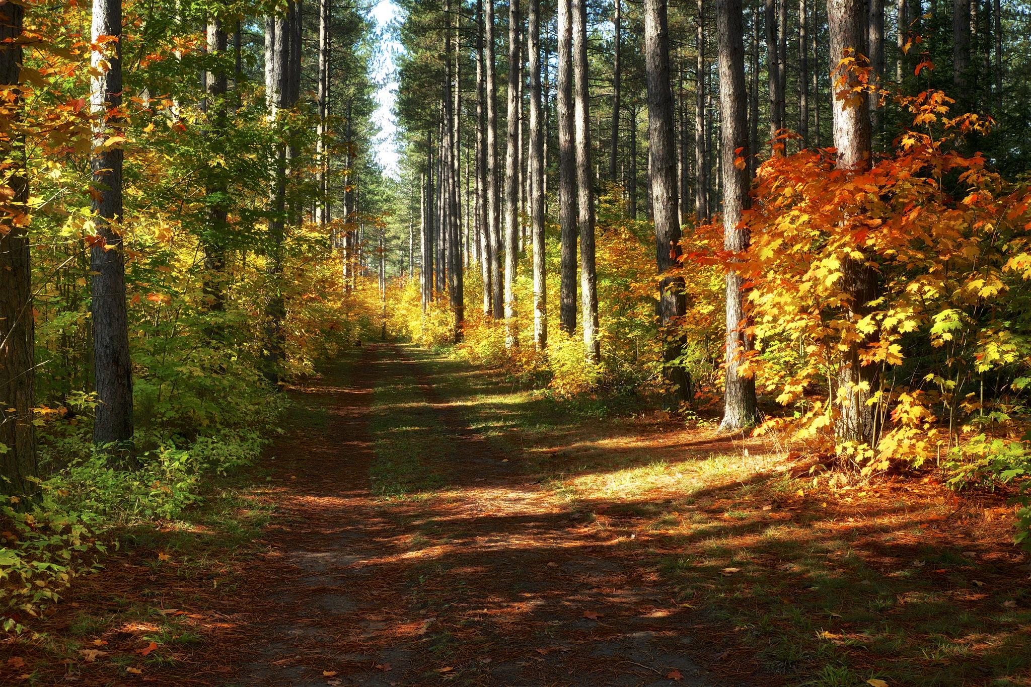 Фото бесплатно дорога, осень, деревенская дорога