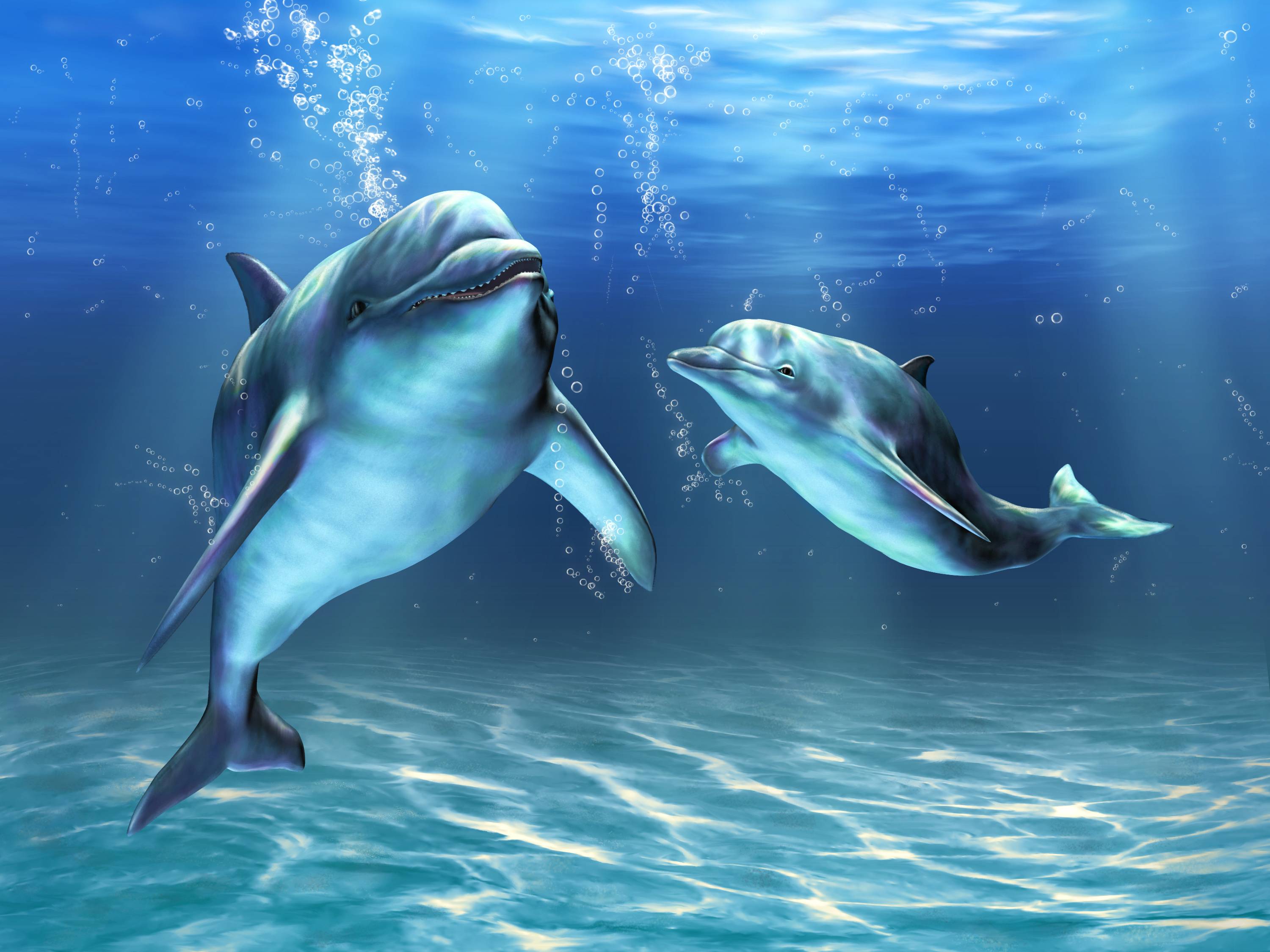 Обои вода дельфины пузыри - бесплатные картинки на Fonwall