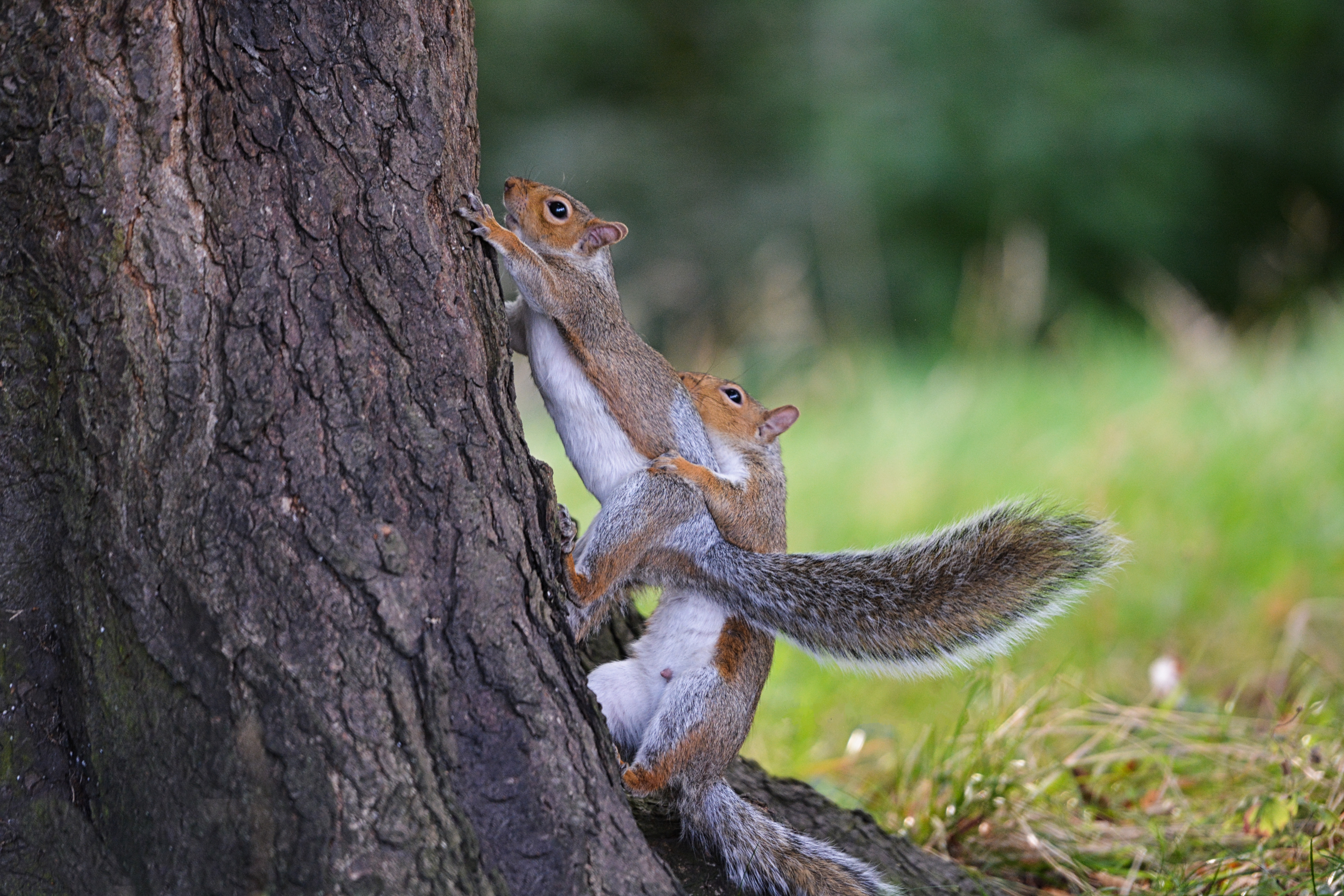 Wallpapers squirrels breeding season game on the desktop