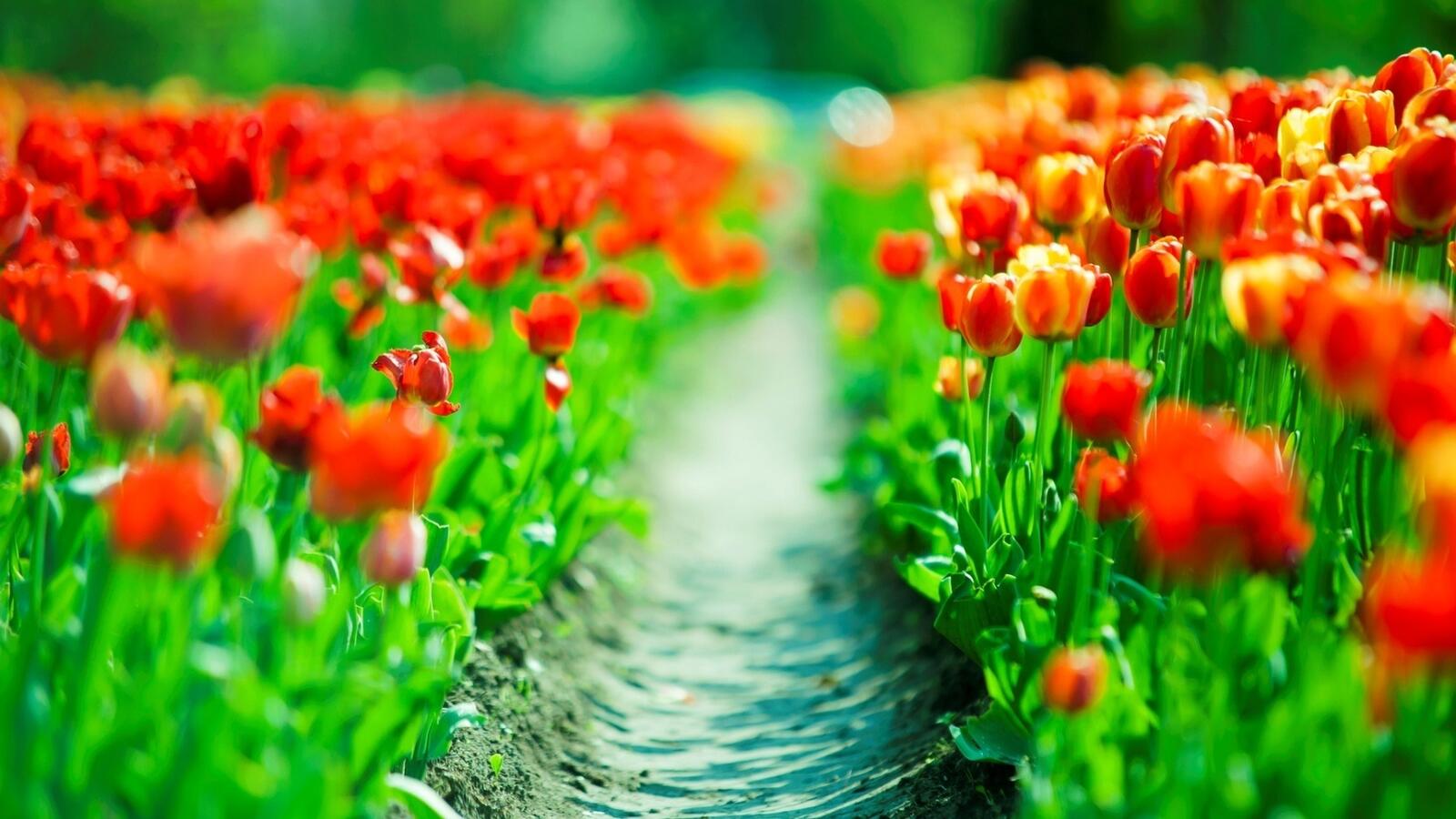 Обои цветы тюльпаны поляна на рабочий стол